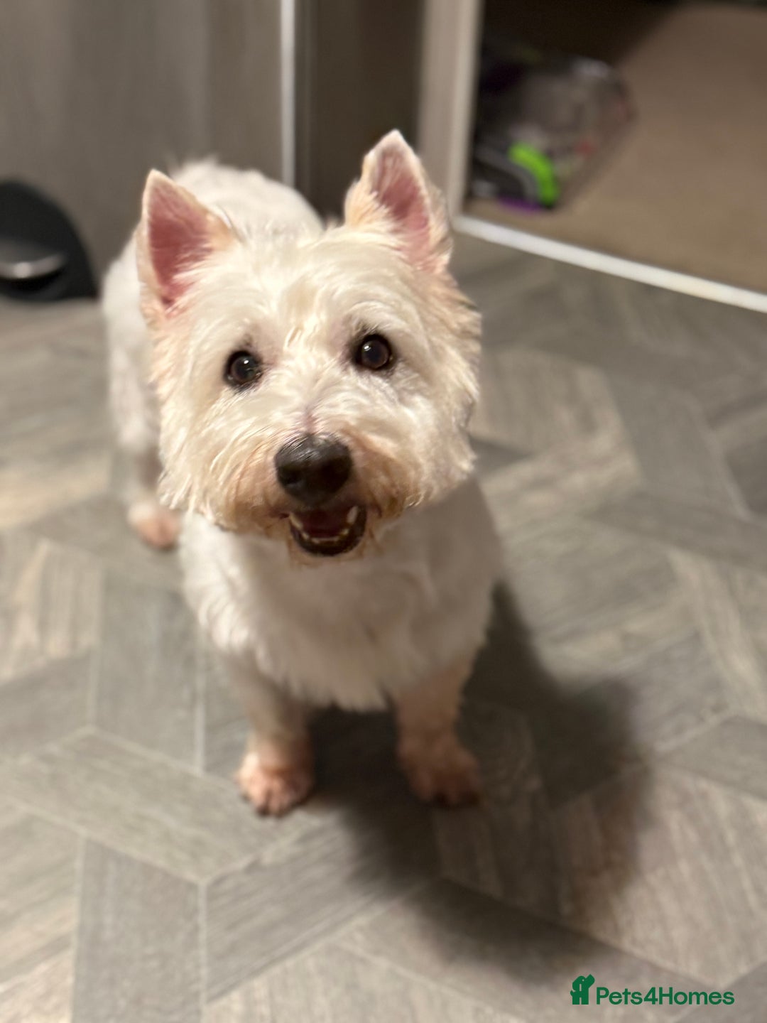 West Highland Terrier dogs for sale: Only 4 Westie Puppies Left – Ready for Homes Now! - Advert 6