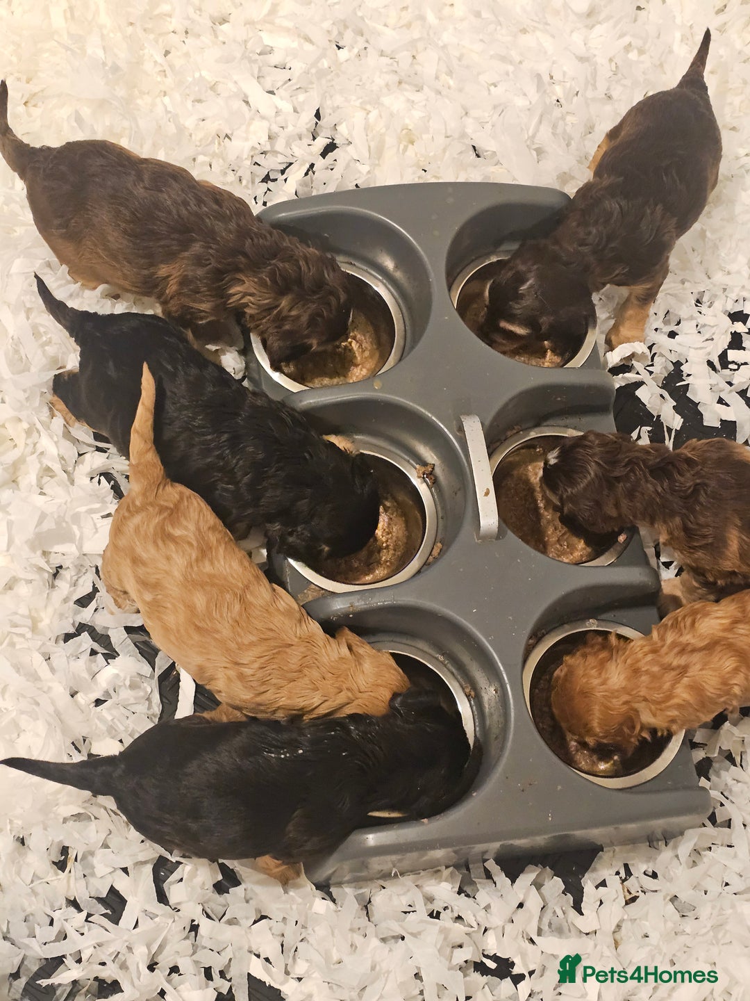 Cockapoo dogs for sale: F2 Cockapoo Puppies - Advert 14