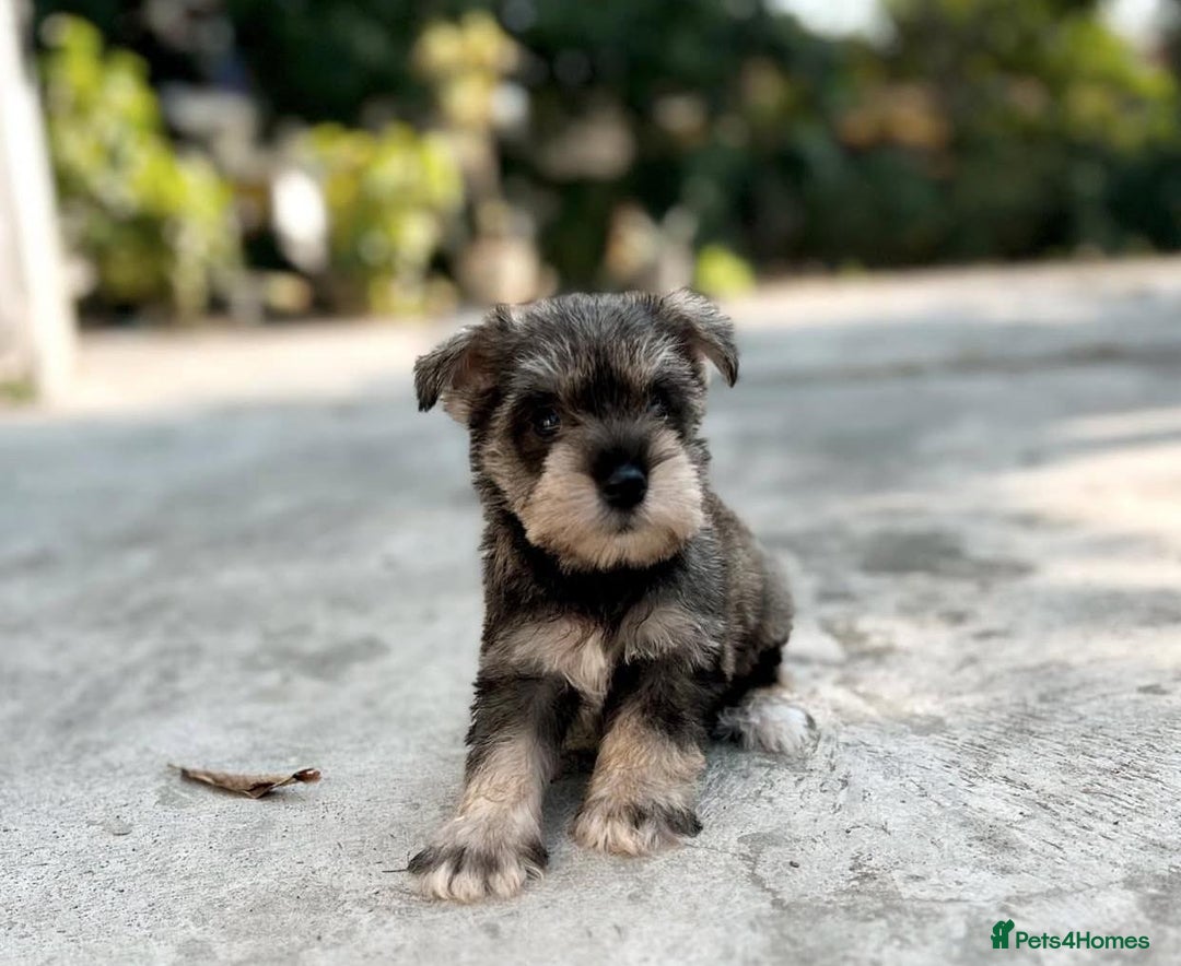 Miniature Schnauzer dogs for sale: Purebred Miniature Schnauzer Puppies - Image 5