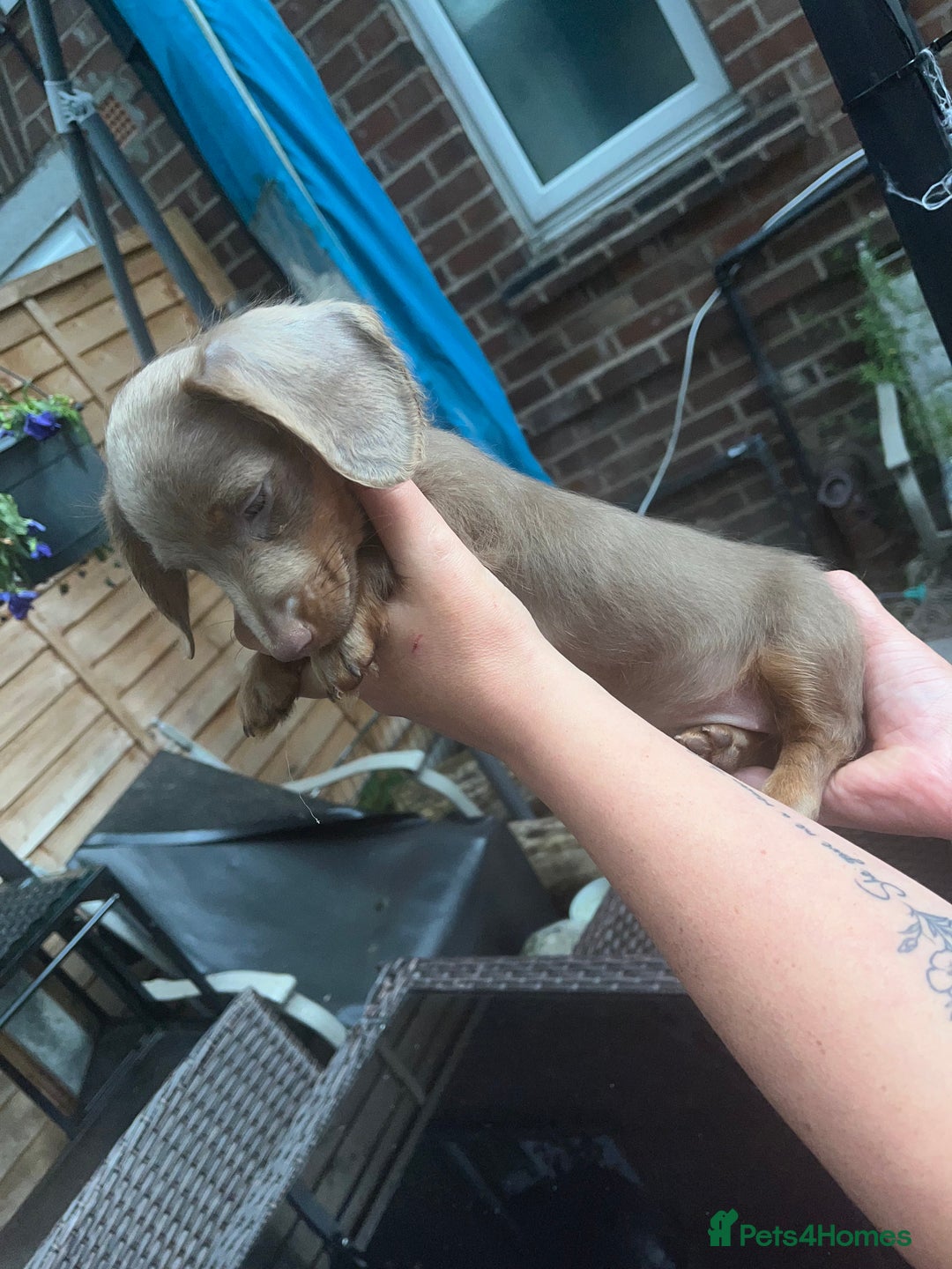Miniature Dachshund dogs for sale: REDUCED Mini Isabella/tan Dachshunds  VACCINATED - Image 30