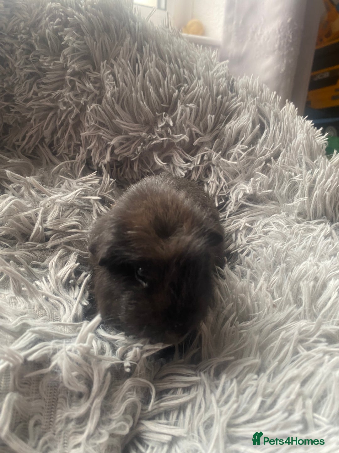 Guinea Pig rodents for sale: Guinea pigs  - Image 9