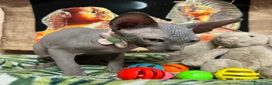 Sphynx Kitten 5
