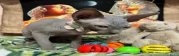 Sphynx cats for sale: Sphynx kittens✨ - Advert 7