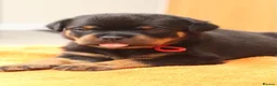 Rottweiler dogs for sale: Exceptional KC Pedigree Rottweilers - Advert 5