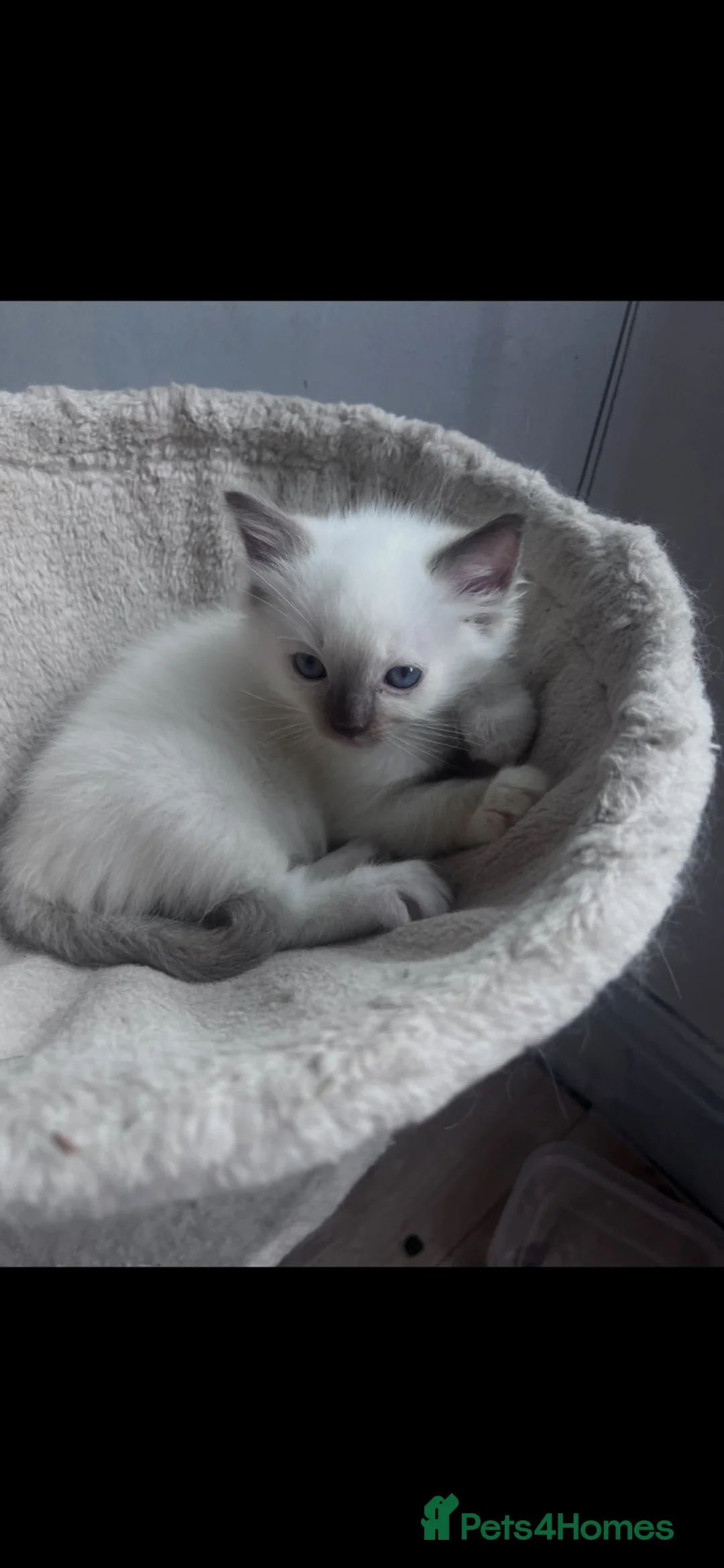 Ragdoll cats for sale: Kittens ready for the forever home . - Advert 2