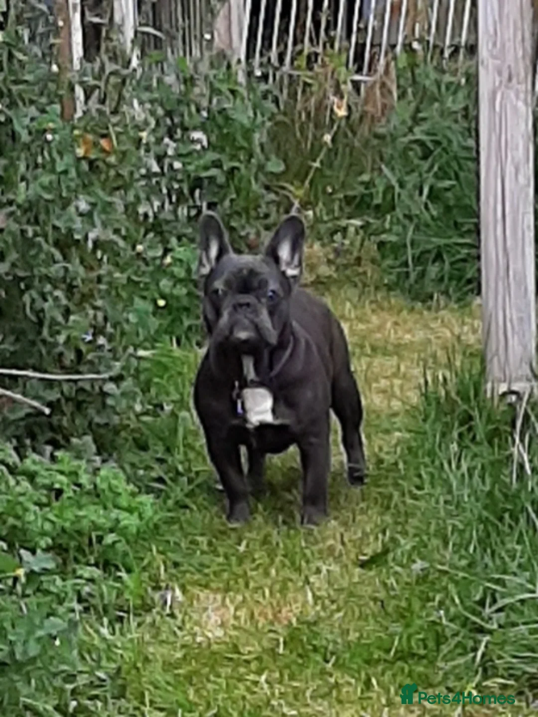 French Bulldog dogs for sale: French Bulldog needs rehoming - Advert 7