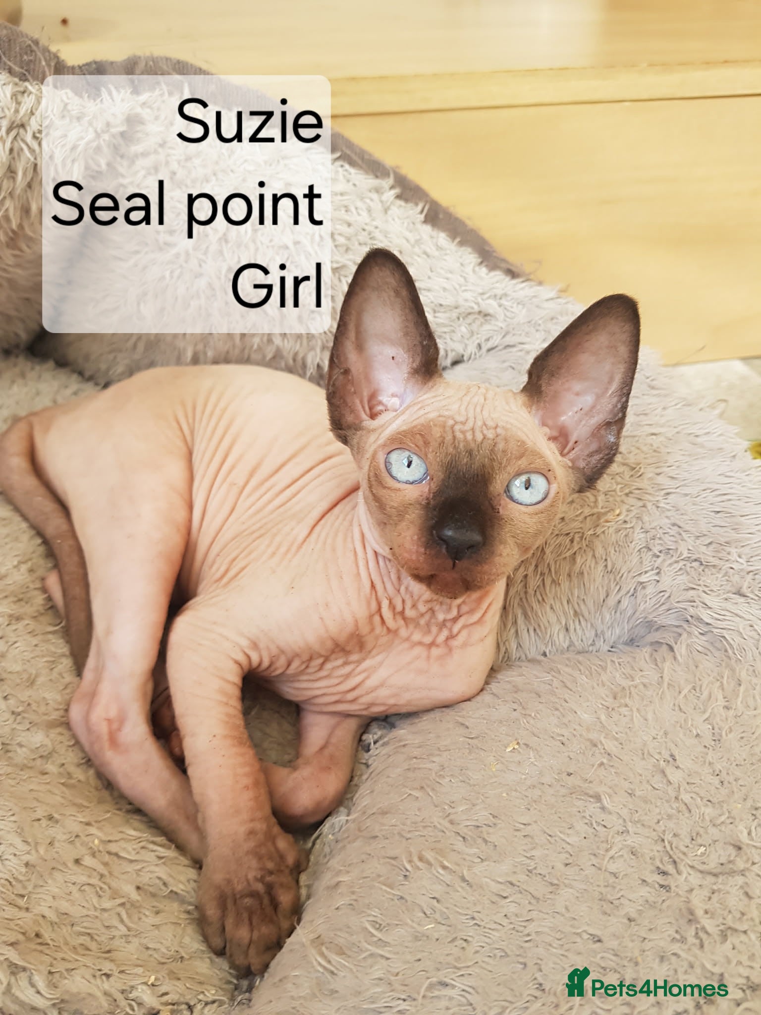 Sphynx cats READY NOW REDUCED Tica Quality Last girl available - Advert 1