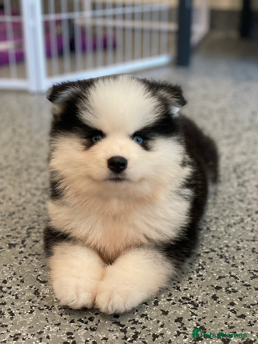 Pomsky dogs for sale: Genuine F4 Pomsky puppies (Health tested parents)  - Image 12
