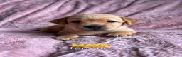 Labrador Retriever dogs for sale: Pure Labrador Retriever/ KC registered  - Advert 37