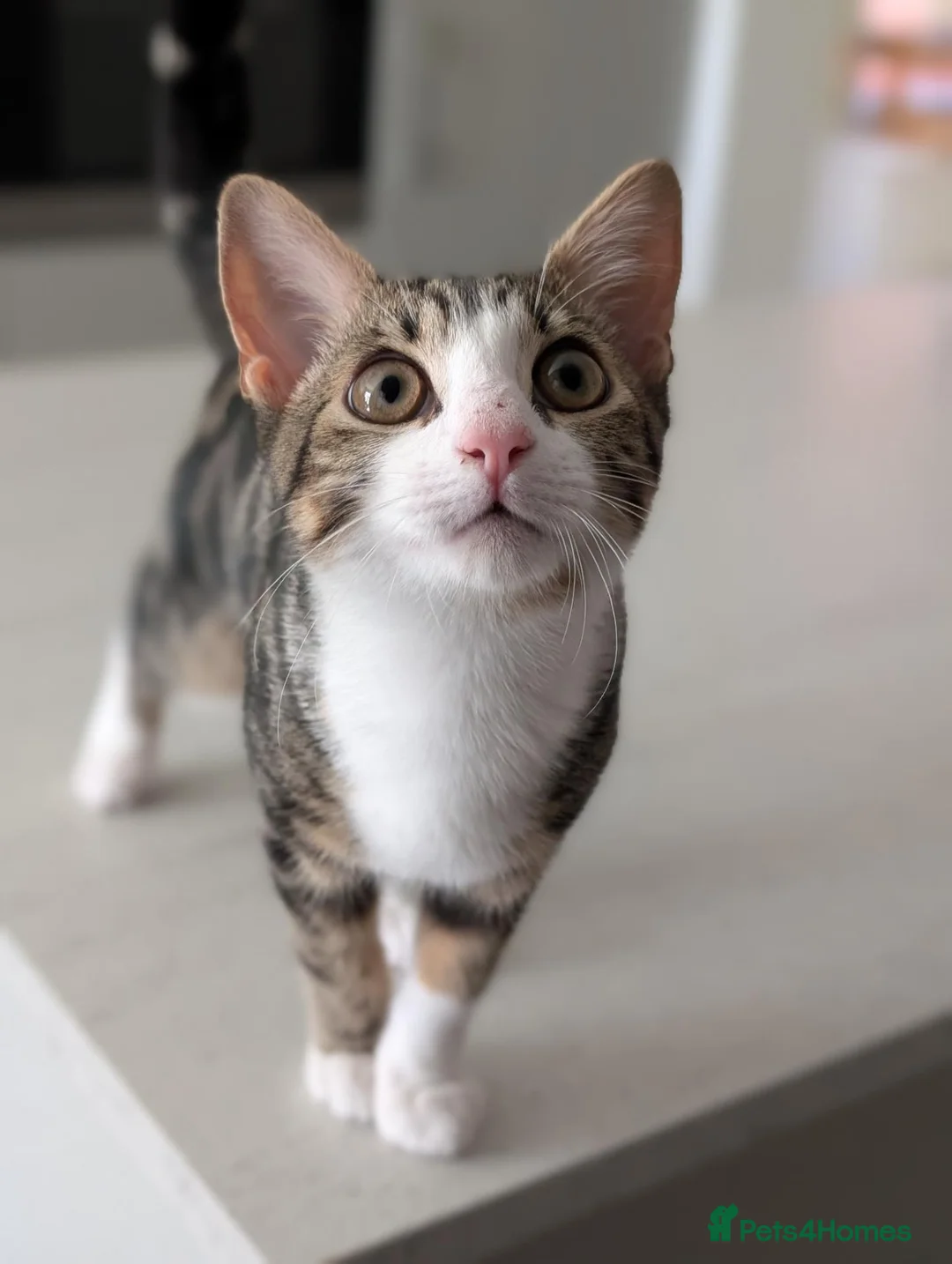 Mixed Breed cats for sale: 17 week old Goose is looking for his forever home - Advert 1