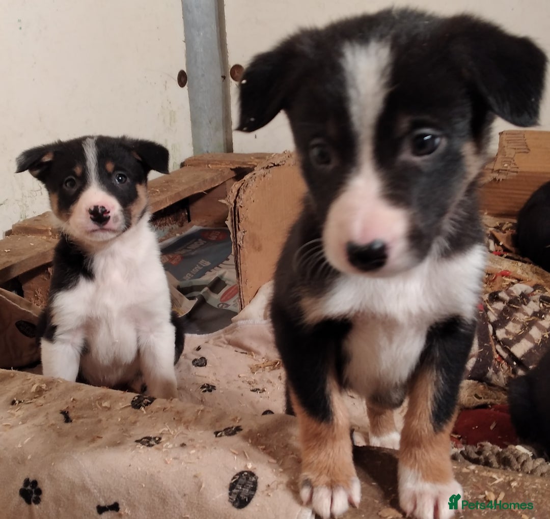 Border Collie dogs for sale: Cheekey Chaps! - Advert 2