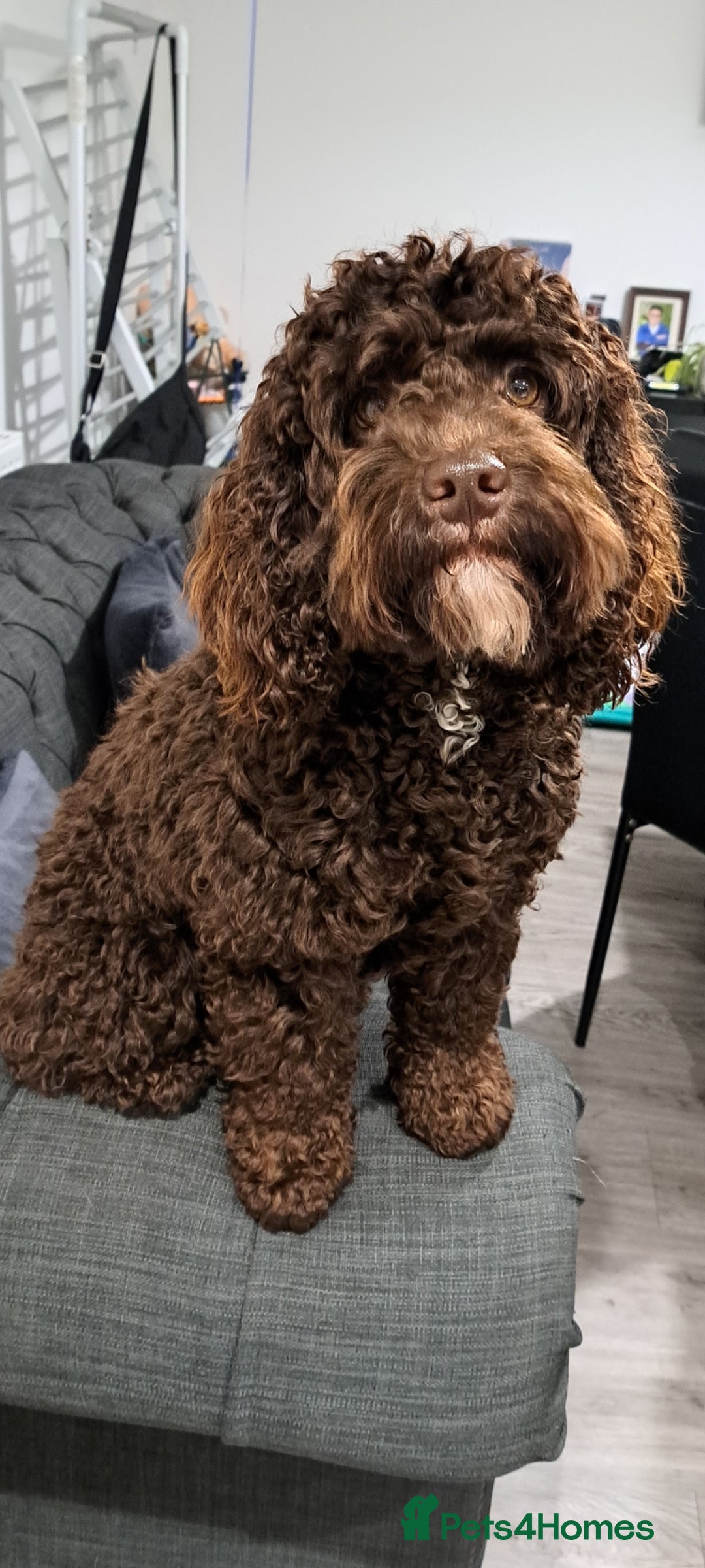 Cockapoo dogs Cockapoo for stud F2 chocolate proven  - Advert 5