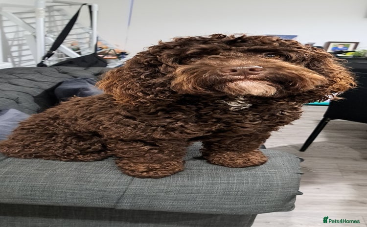 Cockapoo dogs Cockapoo for stud F2 chocolate proven  - Advert 14