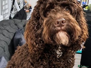 Cockapoo dogs Cockapoo for stud F2 chocolate proven - Advert 4