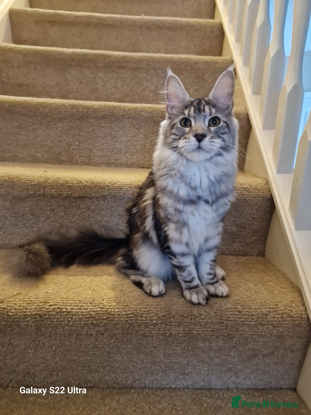 Maine Coon cats for sale: 🎀Fantastic female🎀 - Advert 5