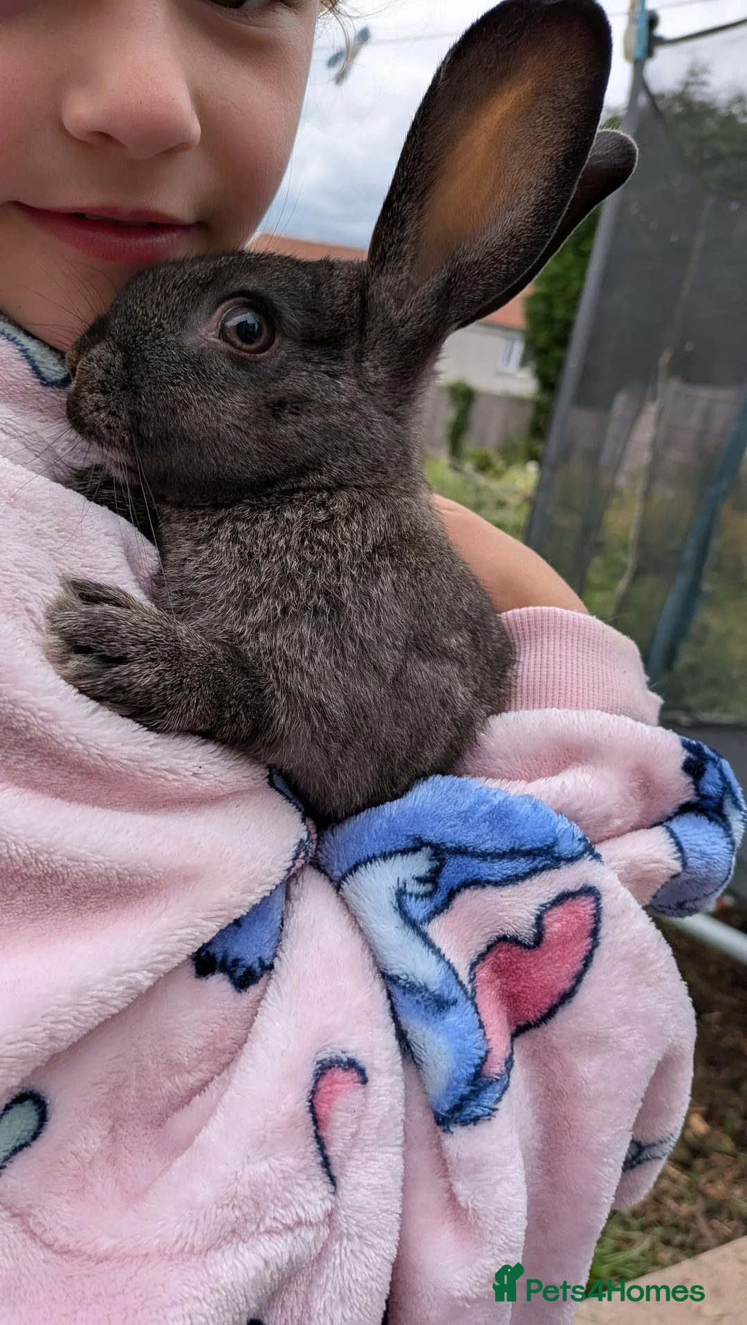Mixed Breed rabbits for sale: Beautiful Juvenile Rabbit  - Advert 7