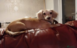 Miniature Dachshund dogs for sale: KC Cream long haired miniature dachshund  - Image 8