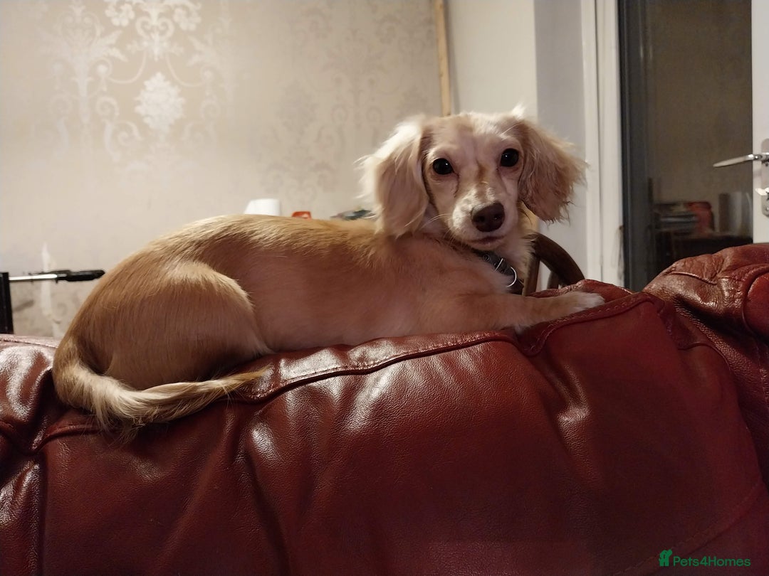 Miniature Dachshund dogs for sale: KC Cream long haired miniature dachshund  - Image 8