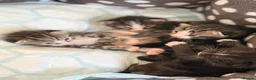 Ragdoll cats for sale: Beautiful Ragdoll cross kittens  - Advert 21
