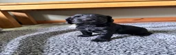 Cocker Spaniel dogs for sale: cocker spaniel puppy’s  - Advert 13
