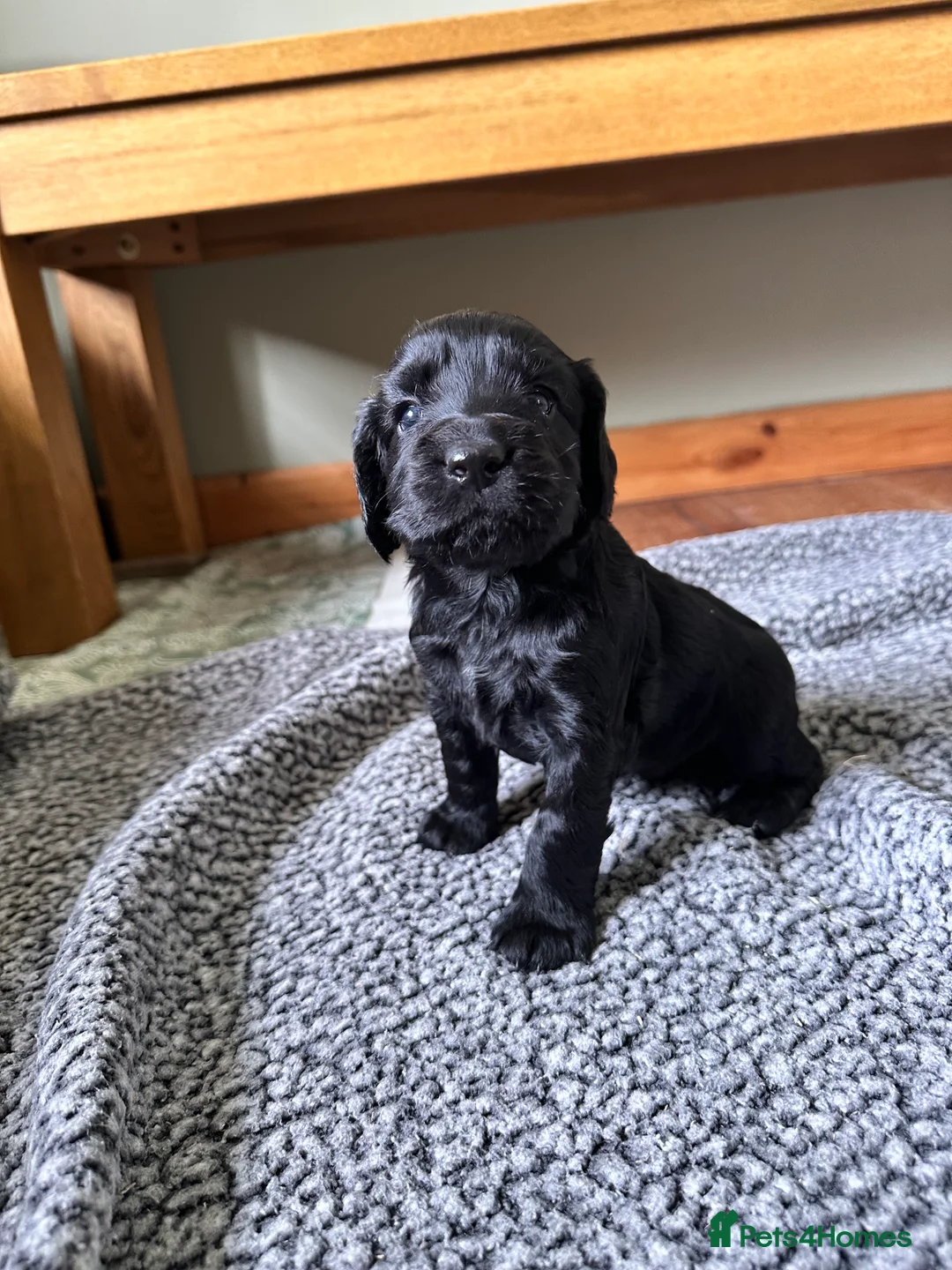 Cocker Spaniel dogs for sale: cocker spaniel puppy’s  - Advert 13