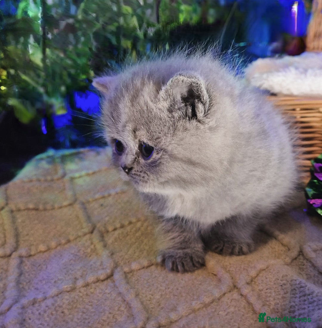 Mixed Breed cats for sale: Persian x british short hair - Advert 18