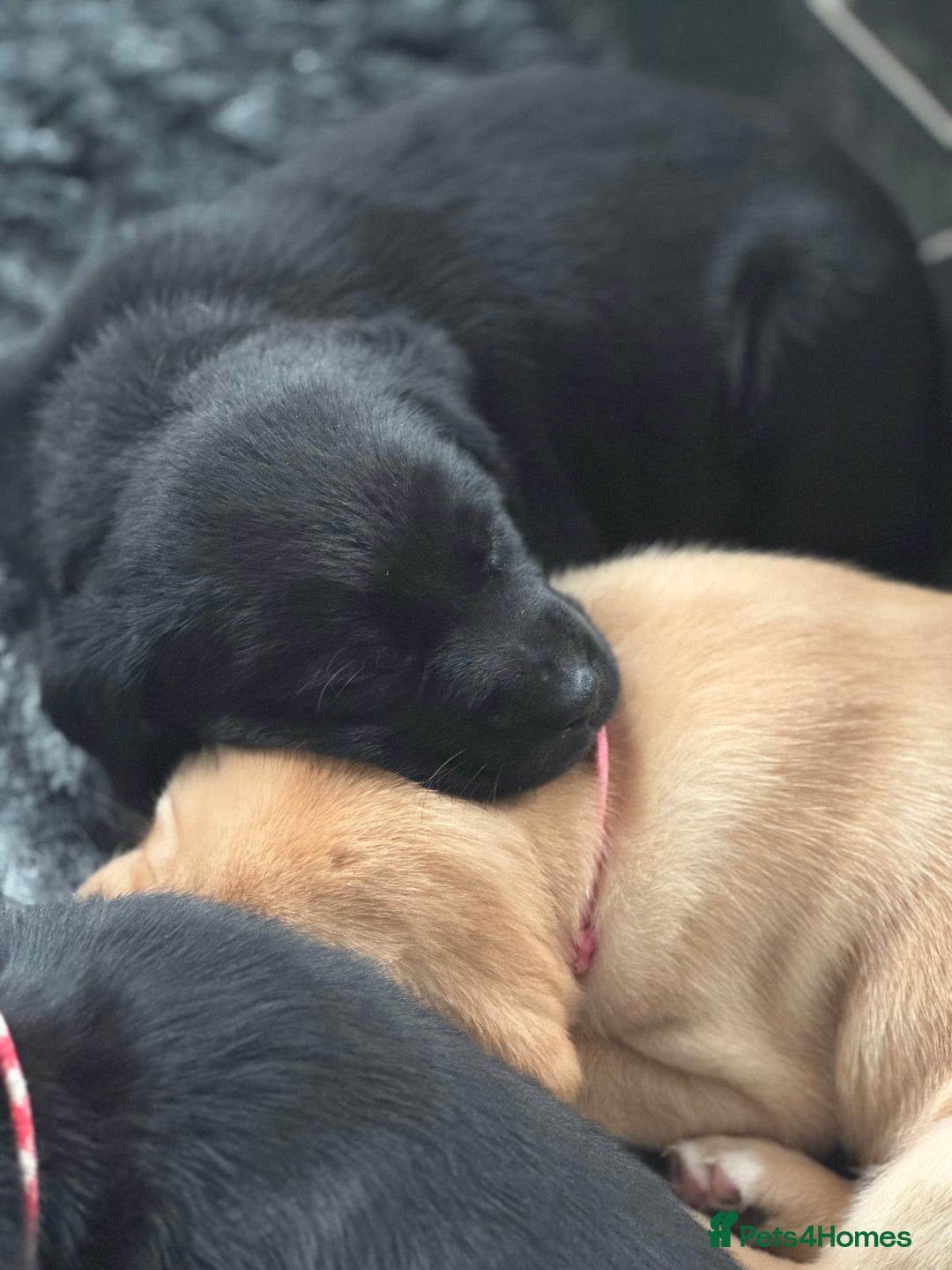 Labrador Retriever dogs for sale: Stunning KC Puppies Health Tested Parents - Advert 21