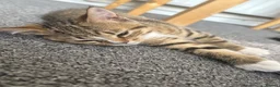 Mixed Breed cats for sale: 3half persian half tabby kittens  in Cardiff - Advert 8
