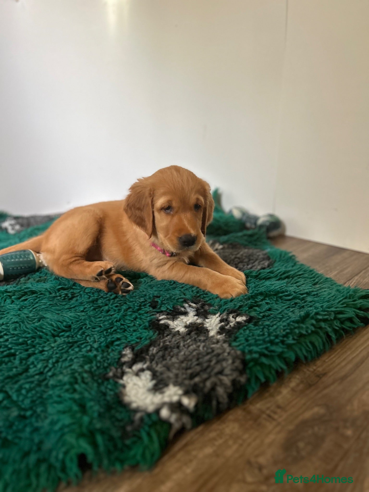 Golden Retriever dogs Beautiful litter of dark red golden retriever pups - Advert 2