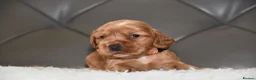 Cocker Spaniel dogs for sale: Kc Reg Show Type Cocker Spaniel  Health Tested - Advert 28