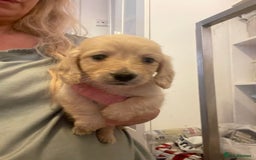Miniature Dachshund dogs for sale: Quality KC Minature Longhaired Dachshund for sale  - Image 9