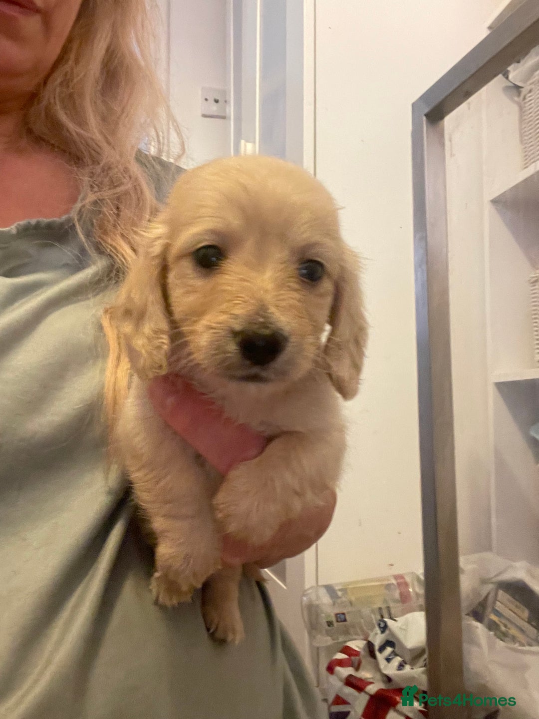 Miniature Dachshund dogs for sale: Quality KC Minature Longhaired Dachshund for sale  - Image 9