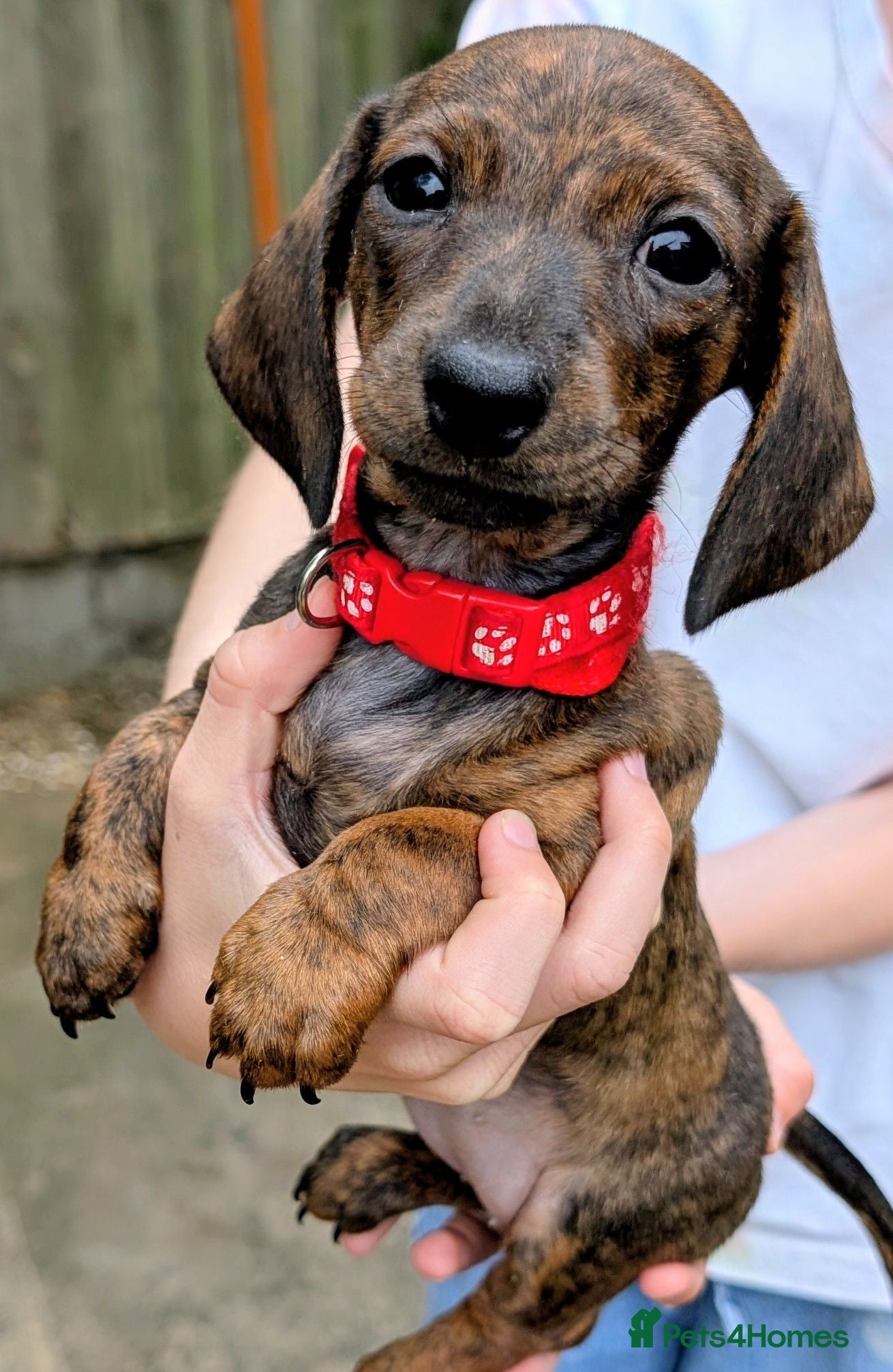 Miniature Dachshund dogs Miniature Brindle Dachshund  - Advert 2