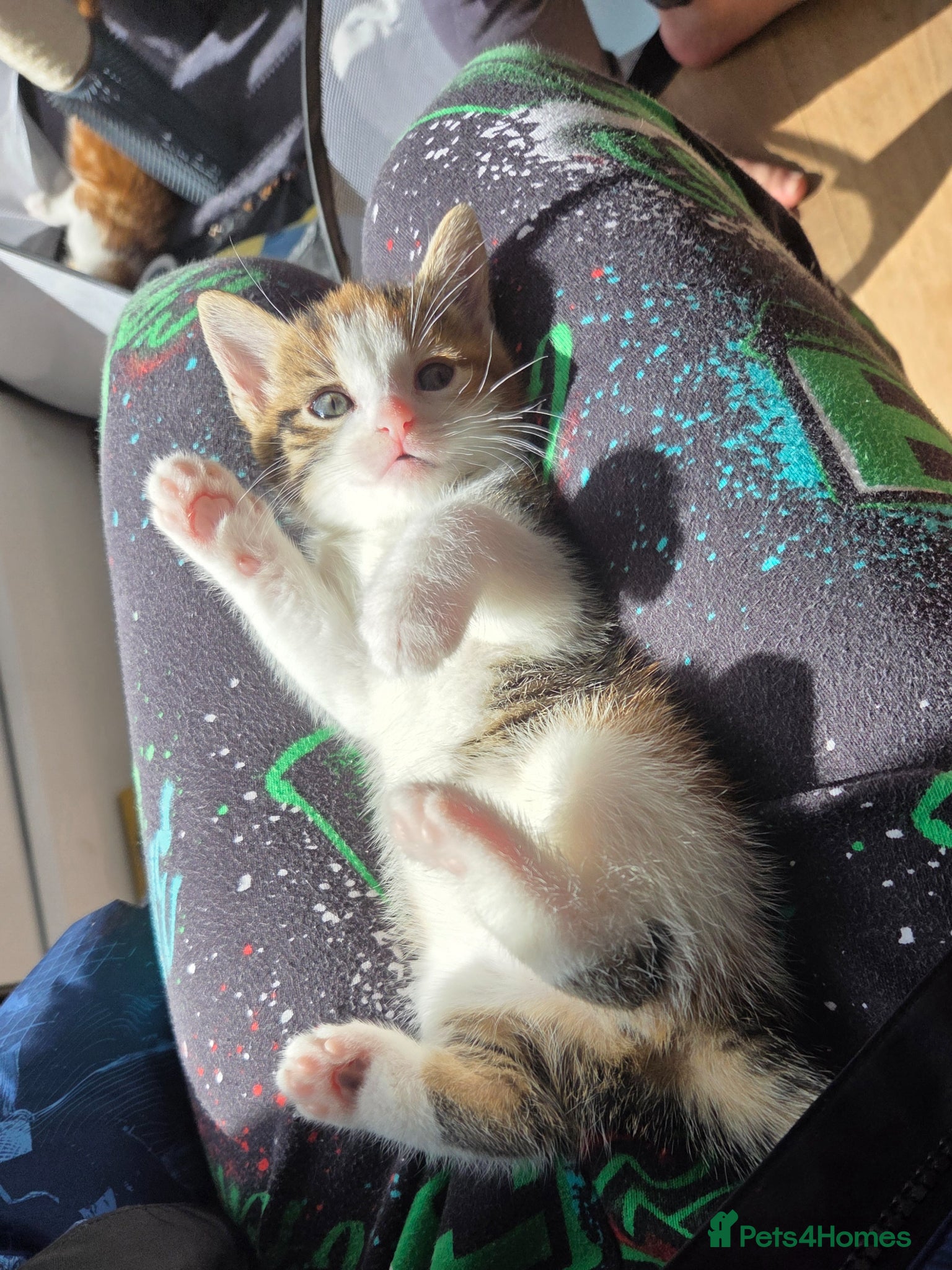 Mixed Breed cats Only 1 friendly baby girl avaliable. - Advert 1