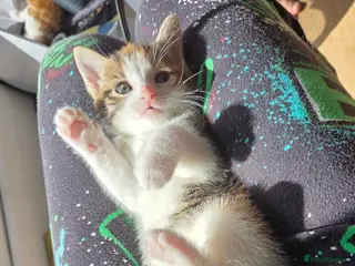 Mixed Breed cats Only 1 friendly baby girl avaliable. - Advert 1