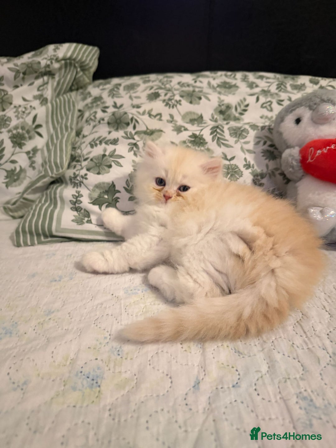 Persian cats for sale: Persian kittens, 2 boys - Advert 2