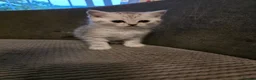 British Shorthair cats for sale: 2 male British short hair kittens  in Lisburn - Advert 12