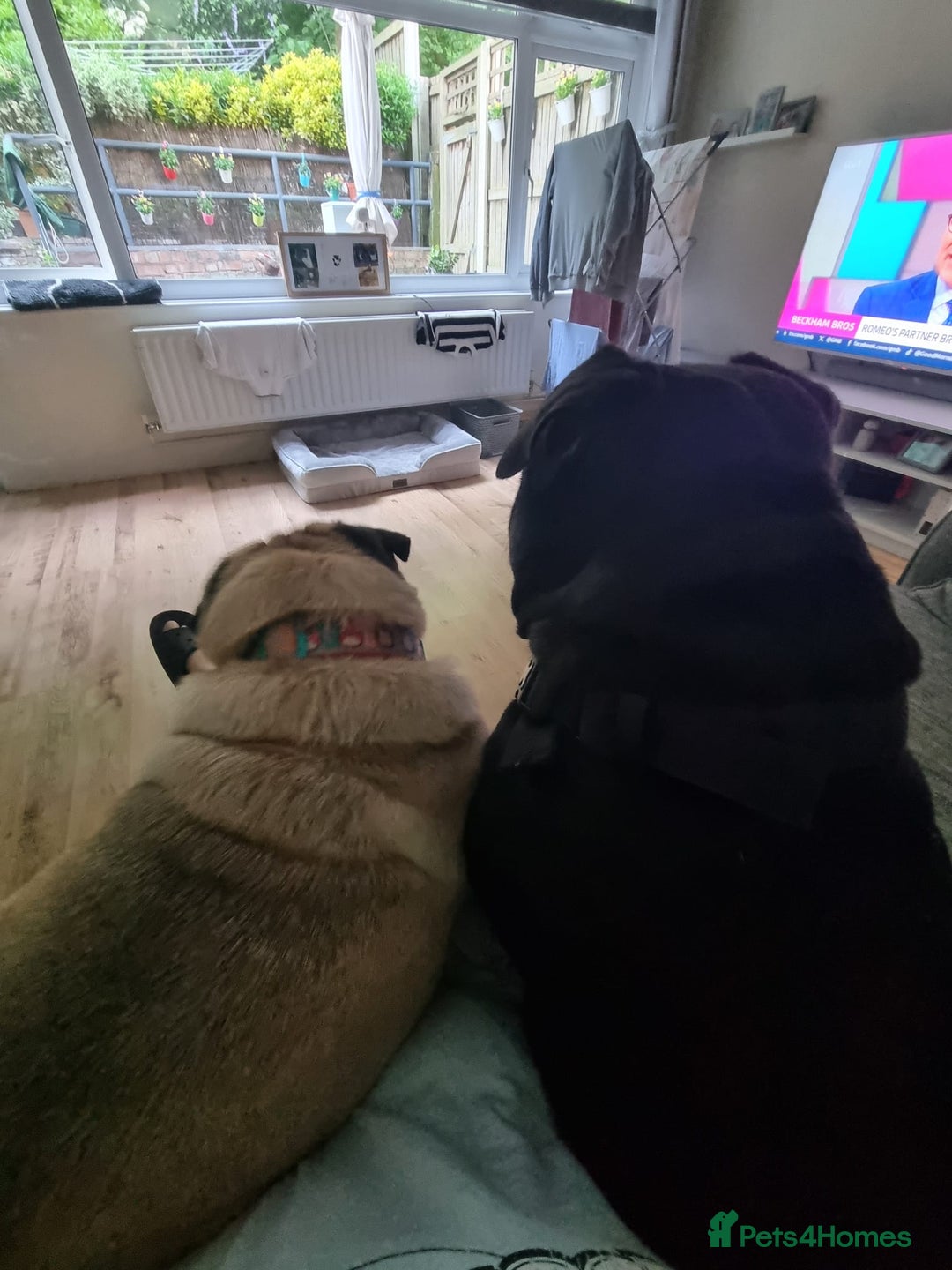 Pug dogs for sale: Beautiful male pug 💙🩵 - Advert 6