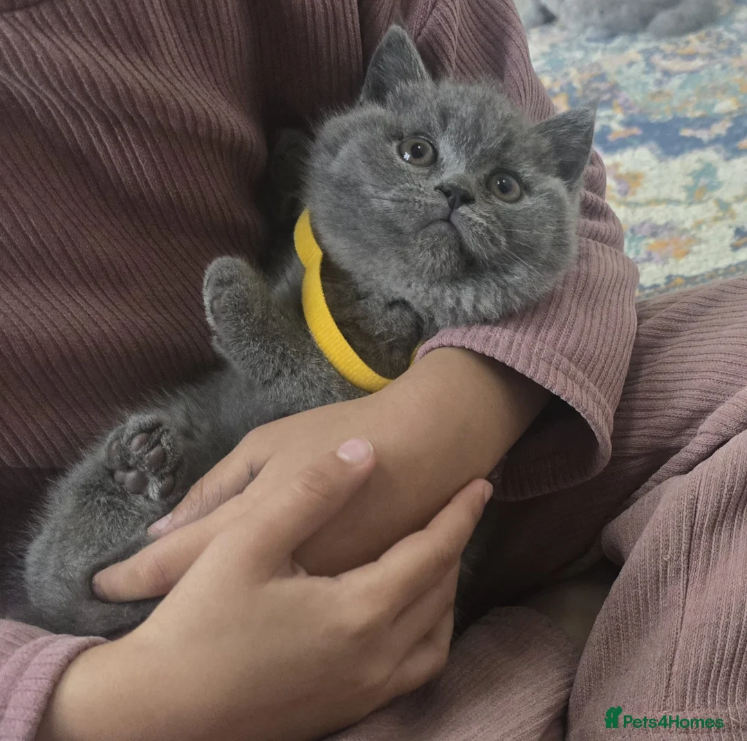 British Shorthair cats for sale: Chunky British shorthair  - Advert 4