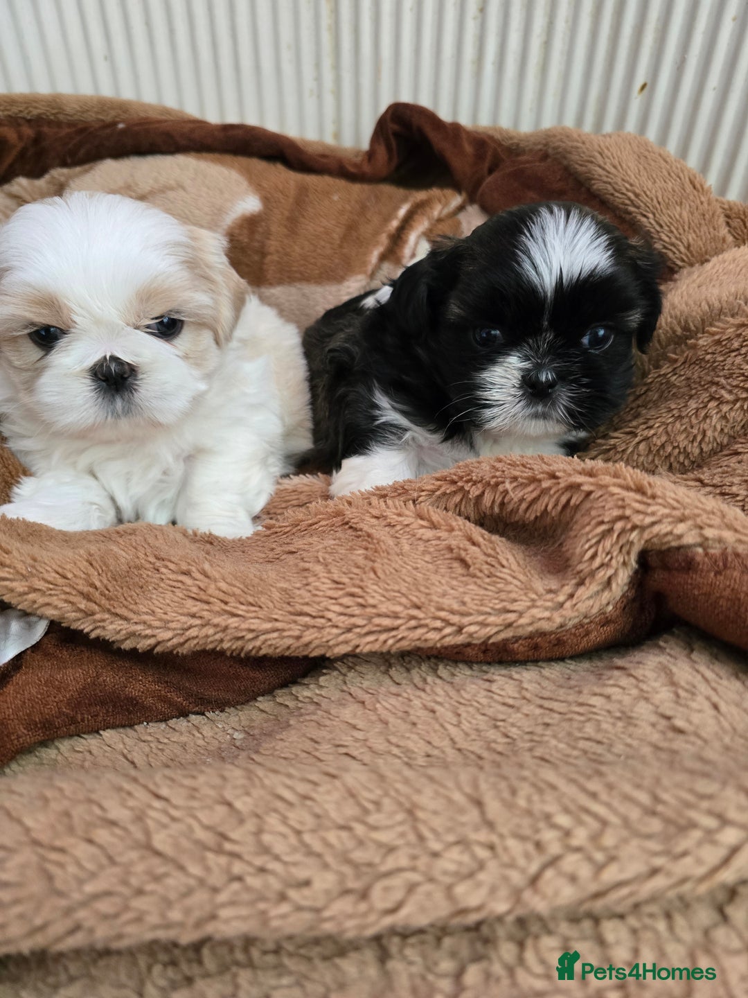Shih Tzu dogs for sale: Hi my name is Maria  - Image 11