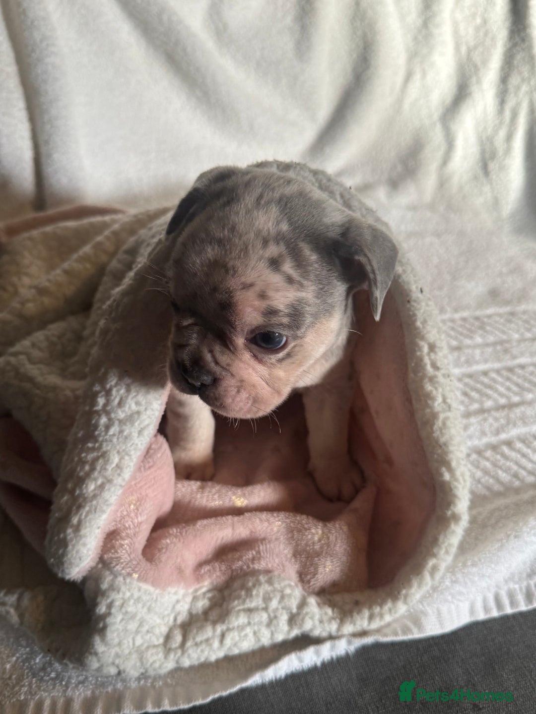 French Bulldog dogs for sale: 🐶 Stunning Merle Lilac Fawn French Bulldogs - Advert 17