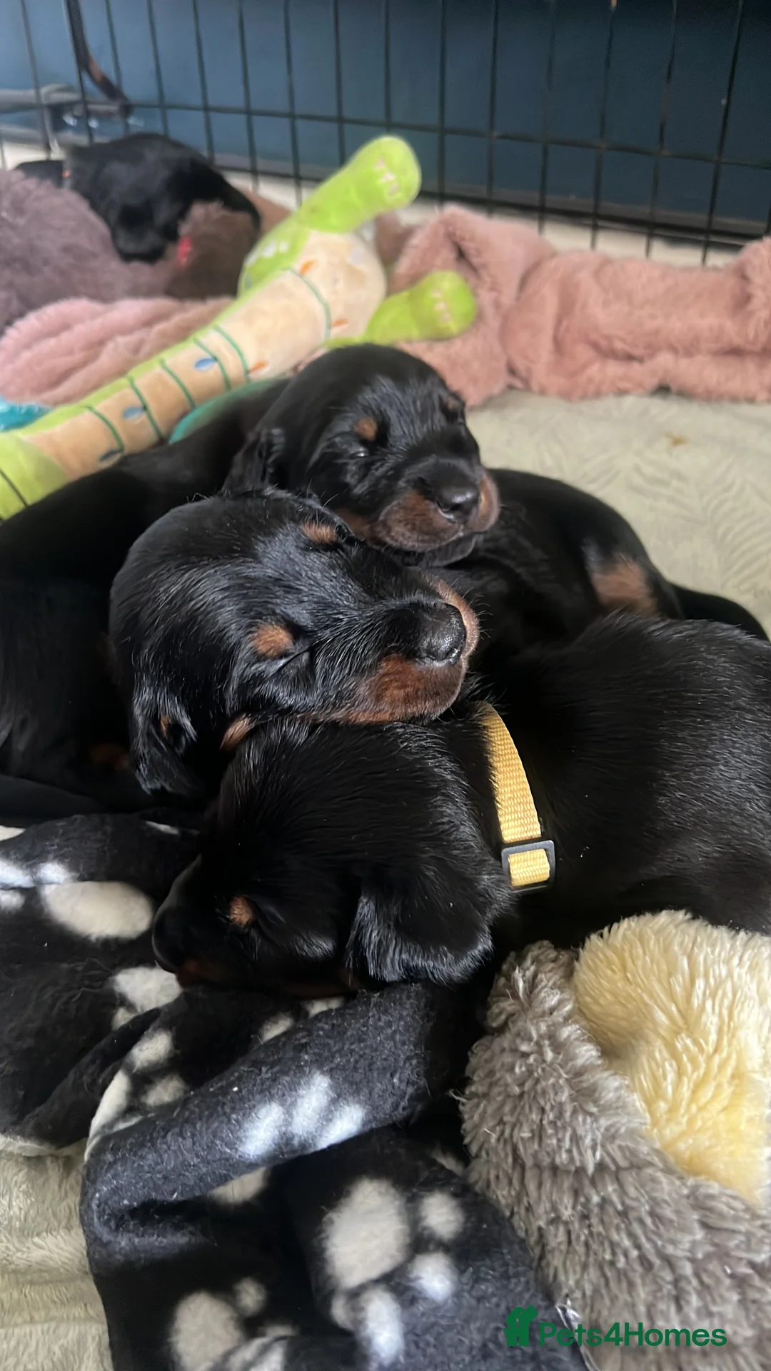 Mixed Breed dogs for sale: Adorable Doberman & Beauceron puppies for sale - Advert 7