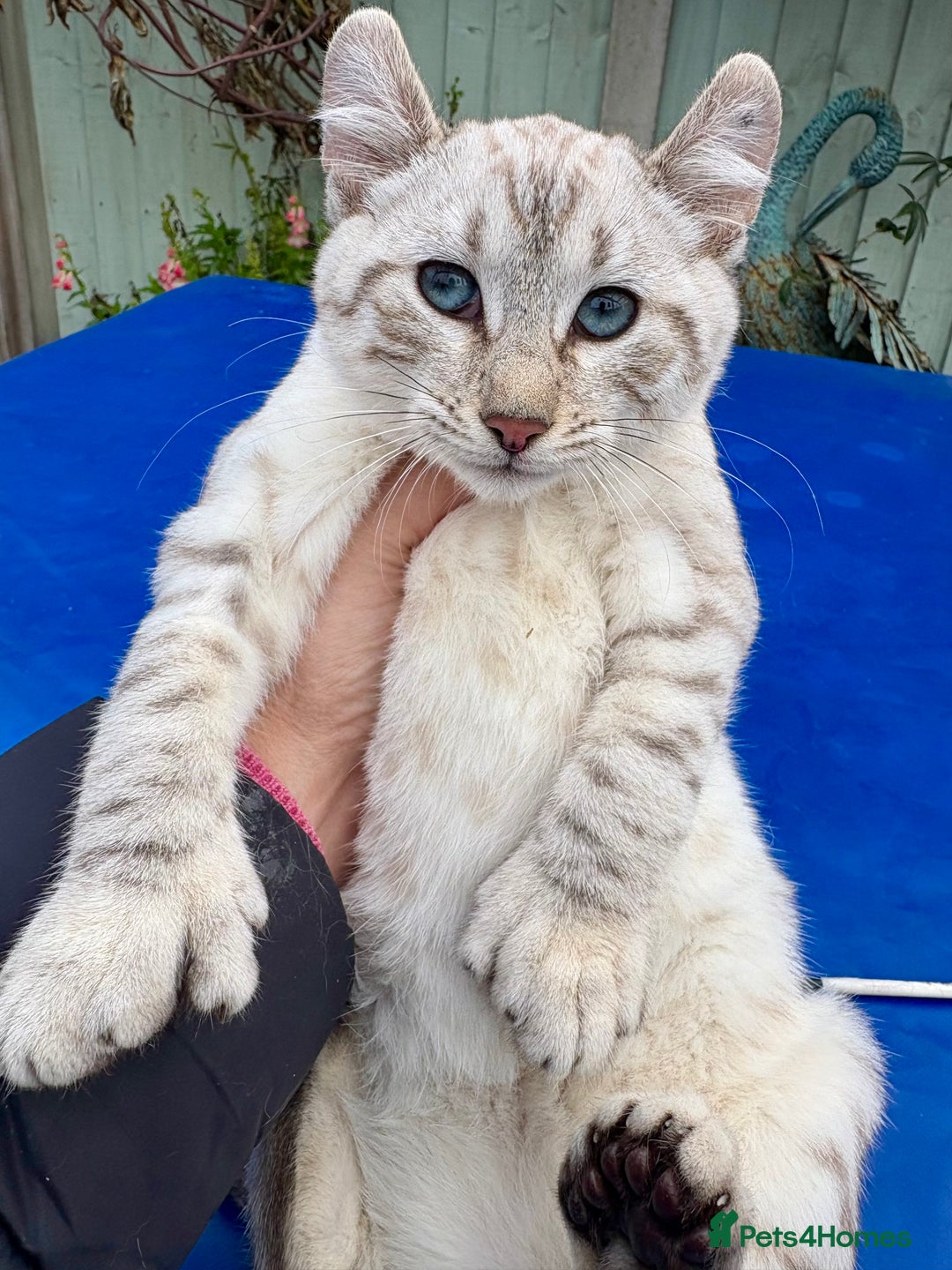 Keetso cats for sale: Gob smacking curled eared polydactyl female  - Advert 15