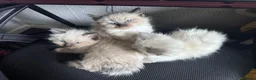 Ragdoll cats for sale: 🌸 ragdoll babies - 1 MALE LEFT 🌸 - Advert 7