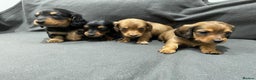 Miniature Dachshund dogs for sale: Quality KC Registered Mini Long-Haired Dachshunds  - Advert 6