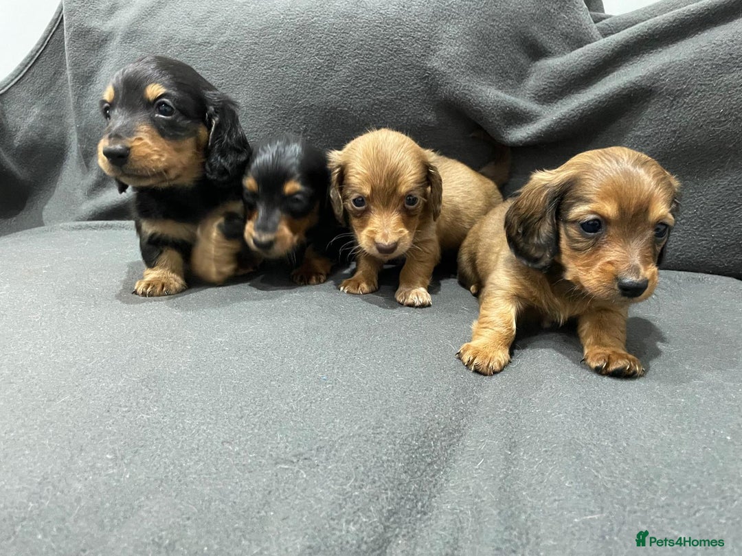 Miniature Dachshund dogs for sale: Quality KC Registered Mini Long-Haired Dachshunds  - Advert 6