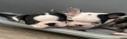 Mixed Breed dogs for sale: Frenchton’s . Boston X frenchie. - Advert 16