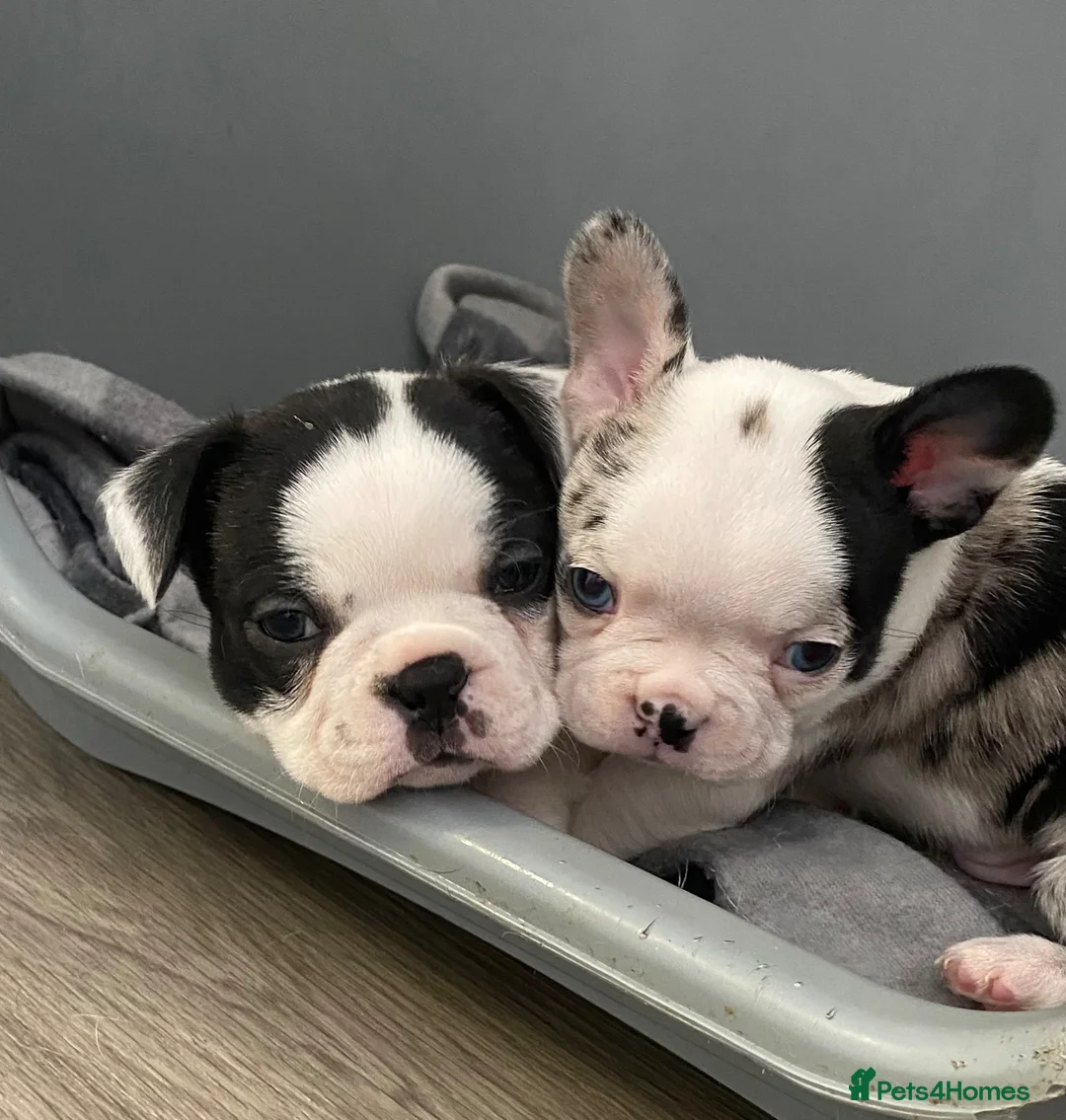 Mixed Breed dogs for sale: Frenchton’s . Boston X frenchie. - Advert 16