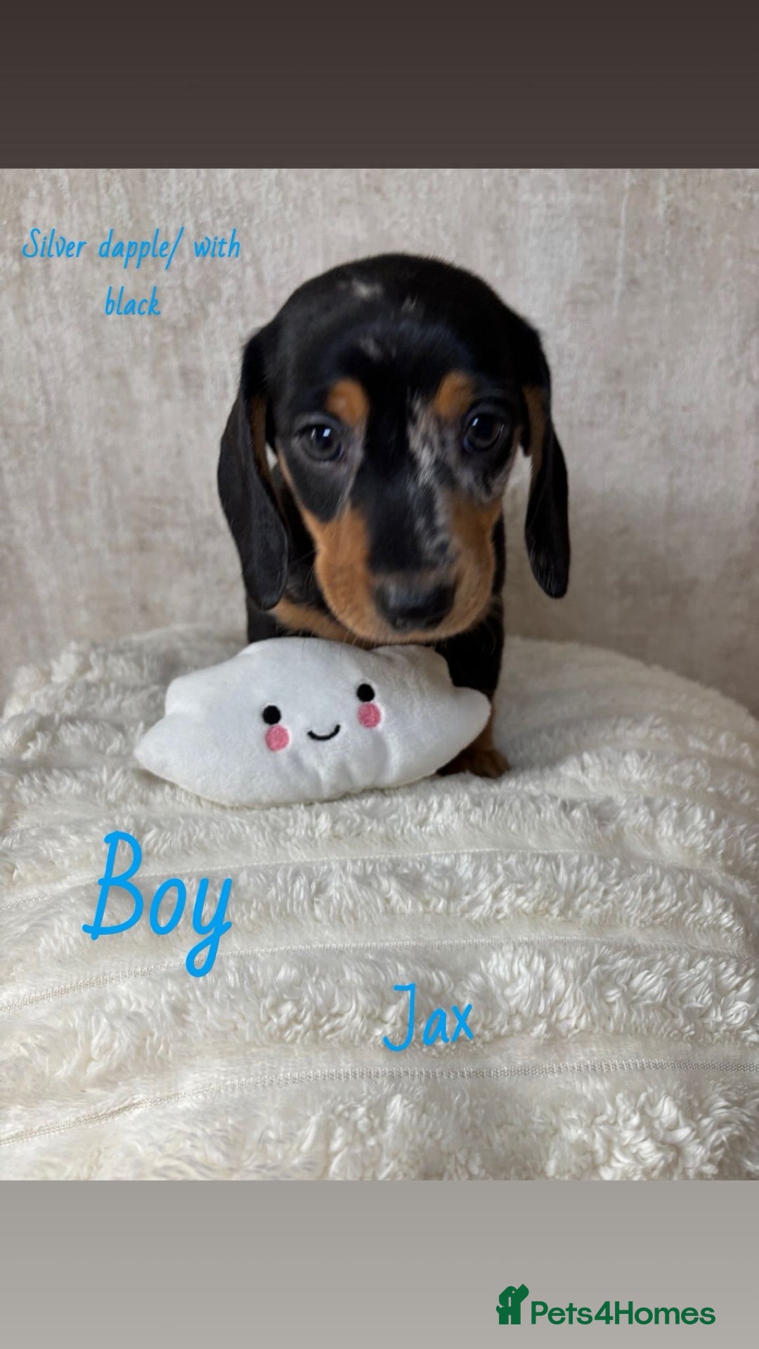 Miniature Dachshund dogs for sale: Miniature long and smooth coated Dachshunds - Image 1