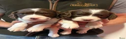 English Springer Spaniel dogs for sale: KC HEALTH TESTED SPRINGER SPANIEL PUPPIES  - Advert 6